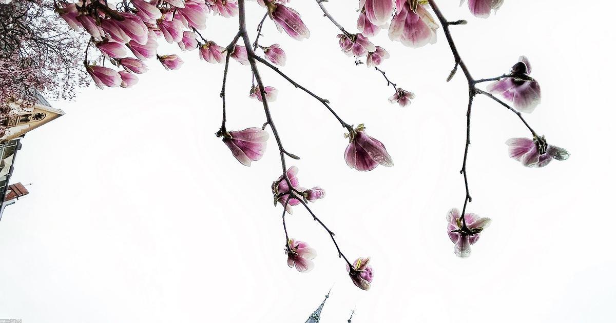 Tradizioni familiari: Costruire identità