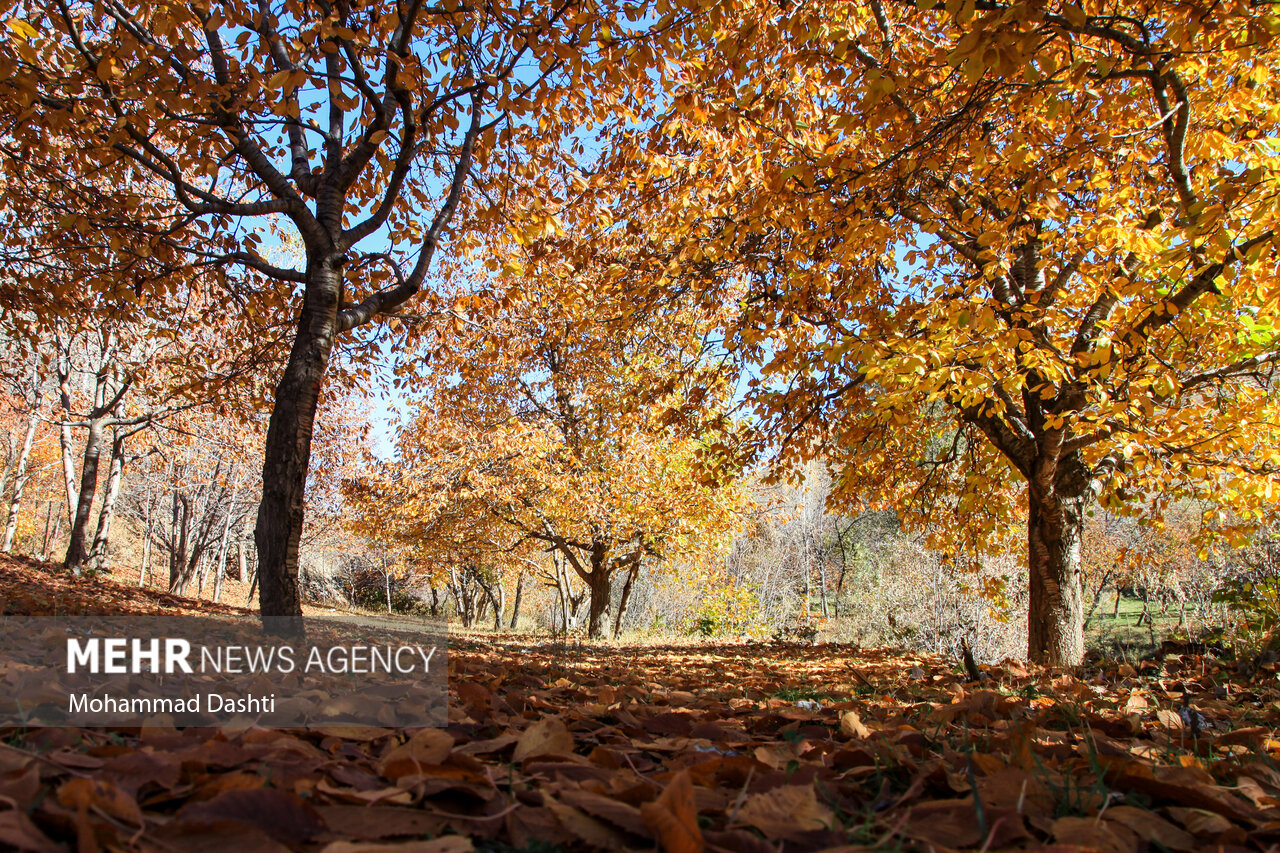 calm nature path (foto: Mohammad Dashti / CC BY 4.0, Wikimedia Commons)